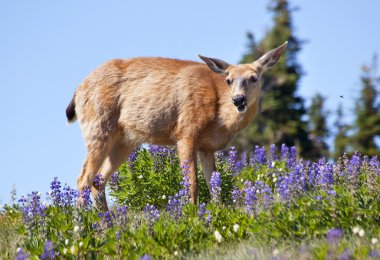 White Tail Deer in Purple Lupine Hurricane Ridge Olympic Nation clipart