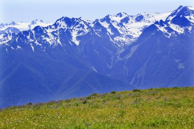 Snow Mountains Hurricane Ridge Olympic National Park Washington clipart