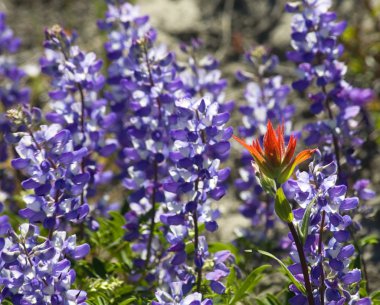 Alipine Red Blue Wildflowers Indian Paintbrush Purple Lupine clipart