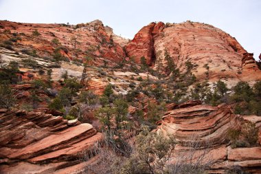 Turuncu Beyaz tabakalı kayalar yeşil ağaçlar zion canyon Ulusal p