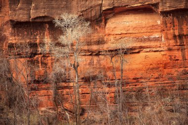 Virgin river zion Kanyon Milli Parkı utah