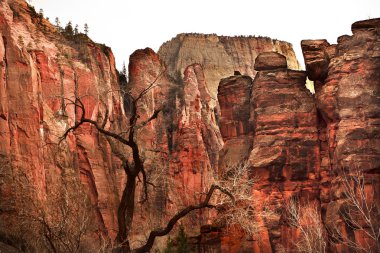 zion Kanyon Milli Parkı utah büyük beyaz tahta kırmızı taş duvarlar