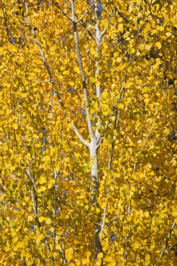 Sarı altın quaking titrek kavak ağacının yaprakları kapatmak leavenworth washi