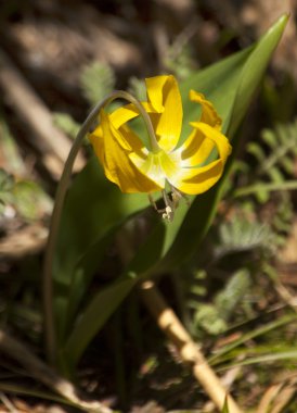 Glacier Lily erythronium grandiflorum Mount Rainier Sunrise Wild clipart