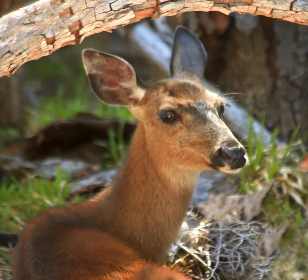 White Tail Deer Close Up Hiding in Brush Hurricane Ridge Olympic — Stock Photo, Image