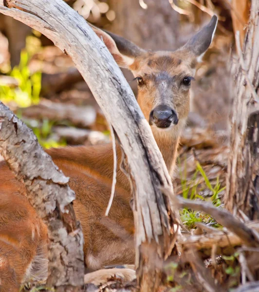 White Tail Deer Hiding in Brush Hurricane Ridge Olympic National — Stock Photo, Image