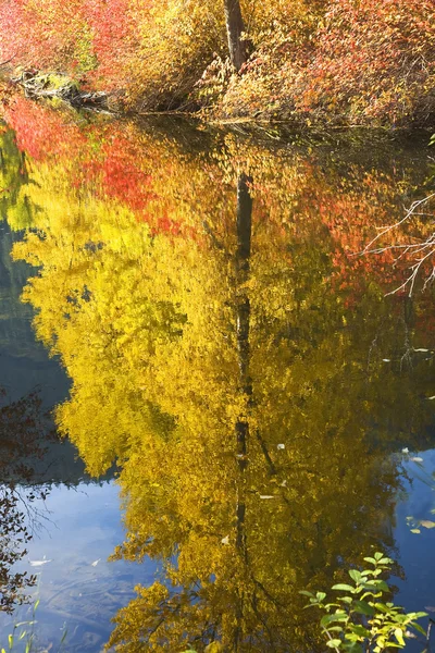Cores da Queda Rio Wenatchee Árvore Amarela Reflexões Rio Steven — Fotografia de Stock
