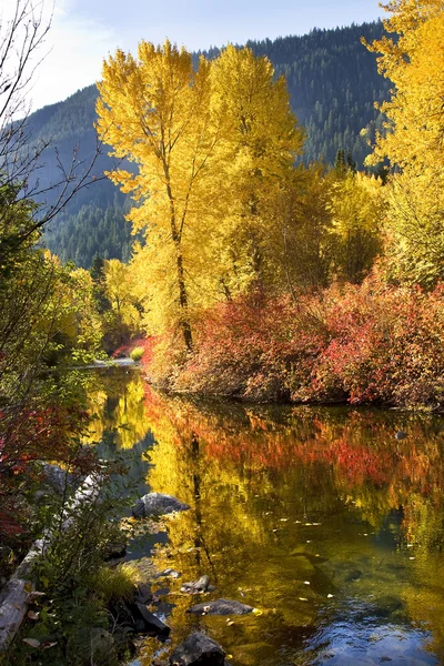 Fall kleuren log wenatchee rivier stevens pass leavenworth washin — Stockfoto