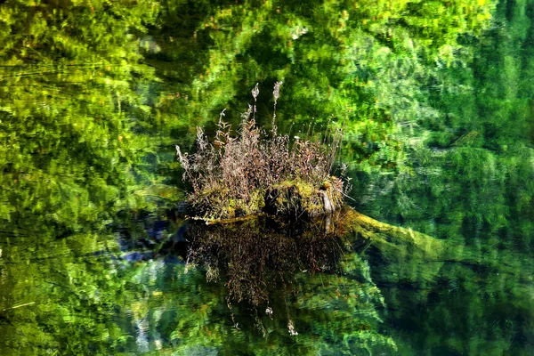 Floating Rock on Green Tree Reflection Abstract Gold Lake Snoqua — Stock Photo, Image