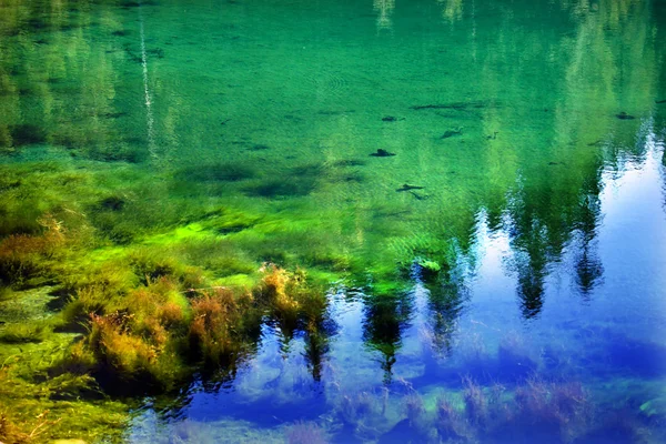 Green Moss Garden Underwater Gold Lake Snoqualme Pass Washington — Stock Photo, Image
