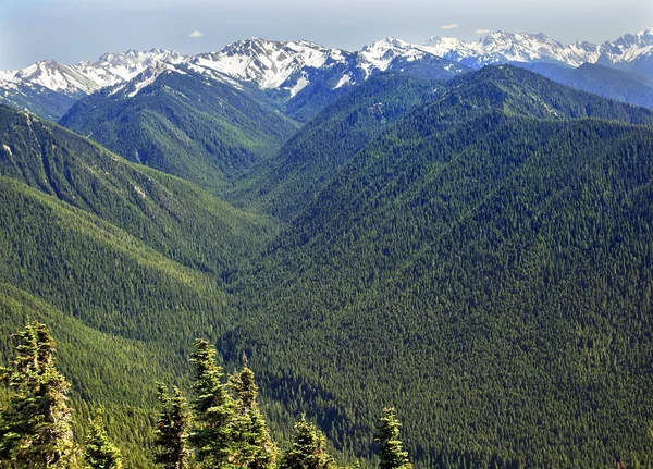 Grüne Täler immergrüne Schneeberge orkanartige Bergrücken olympisch — Stockfoto