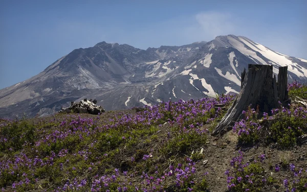 stock image Snowy Mount Saint Helens with Purple Wildflowers Larkspur, in Fr