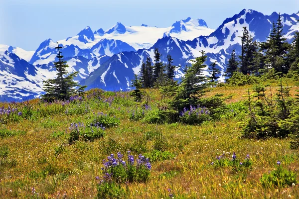 Montañas de nieve púrpura Lupine Evergreen Huracán Ridge Olímpico — Foto de Stock