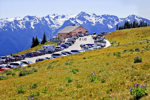 Hurikán ridge návštěvník centra sněhu hory fialové lupine oly — Stock fotografie