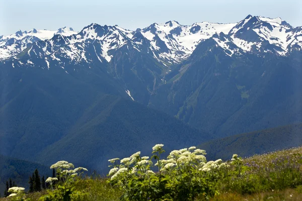 Schneeberge Hurrikan Grat olympischen Nationalpark Washington — Stockfoto