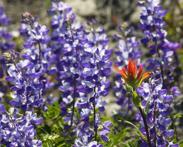 stock image Alipine Red Blue Wildflowers Indian Paintbrush Purple Lupine