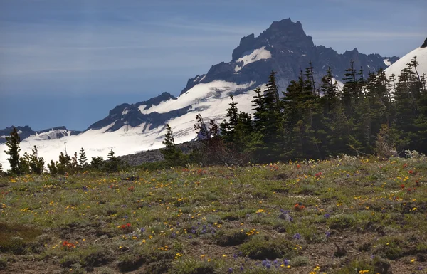 Little Mount Rainier Sunrise Wildflowers Snow — Stock Photo, Image