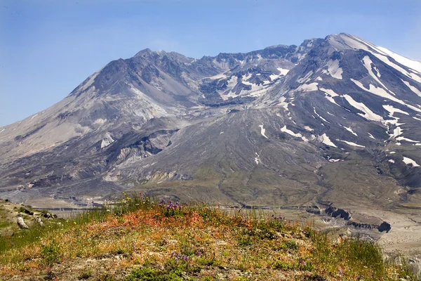 stock image Wildflowers Caldera Mount Saint Helens National Park Washington