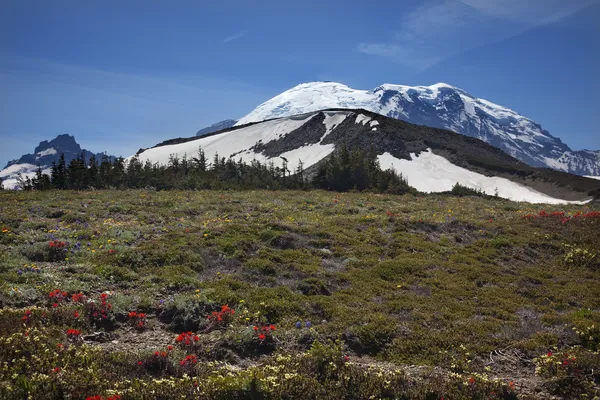 Mount rainier gündoğumu kır çiçekleri kar — Stok fotoğraf