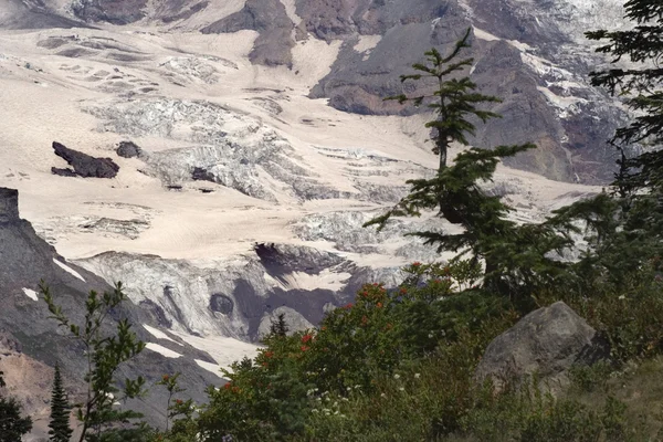 Rode bessen voor mount rainier gletsjers — Stockfoto