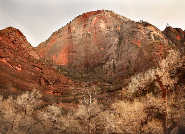 Red Rock Canyon Zion National Park Utah — Stock Photo, Image