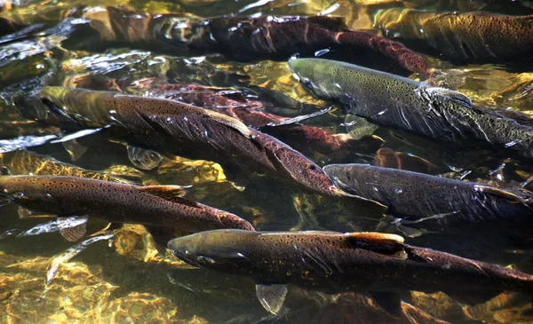 Multi-colored Salmon Spawning Up River Issaquah Creek Wahington — Stock Photo, Image