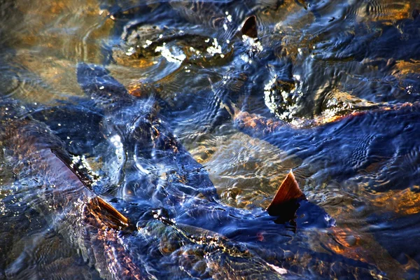 Multi-színes lazac absztrakt issaquah creek wahington — Stock Fotó