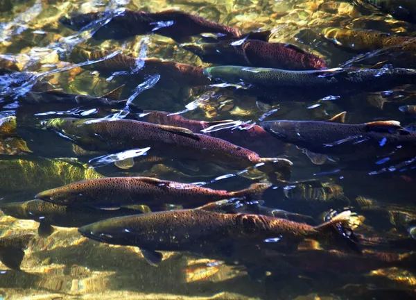 Multi-colored Salmon Spawning Up River Issaquah Creek Wahington — Stock Photo, Image