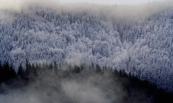 Nieve en los árboles en la montaña —  Fotos de Stock