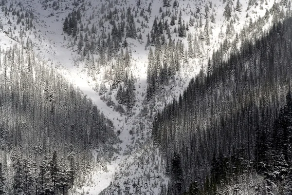 X markeert de plek--besneeuwde bomen snoqualme washington — Stockfoto