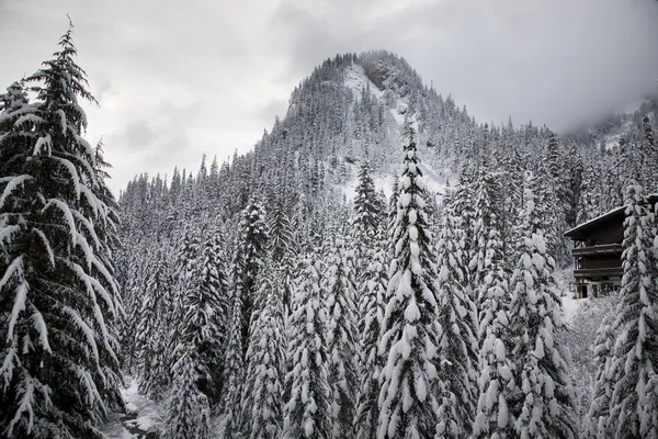 Sneeuw bomen berg ski lodge alpental washington — Stockfoto
