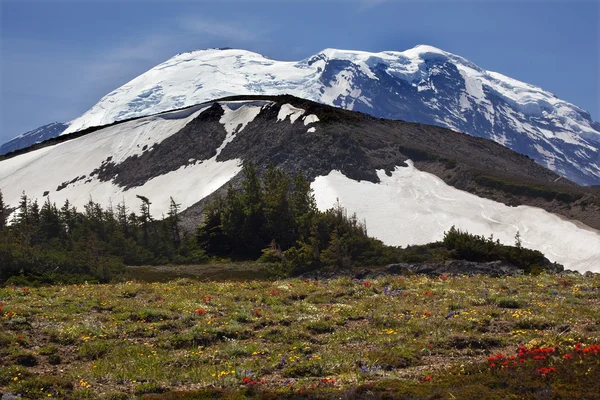 Monte Rainier Alba Fiori di campo Neve — Foto Stock