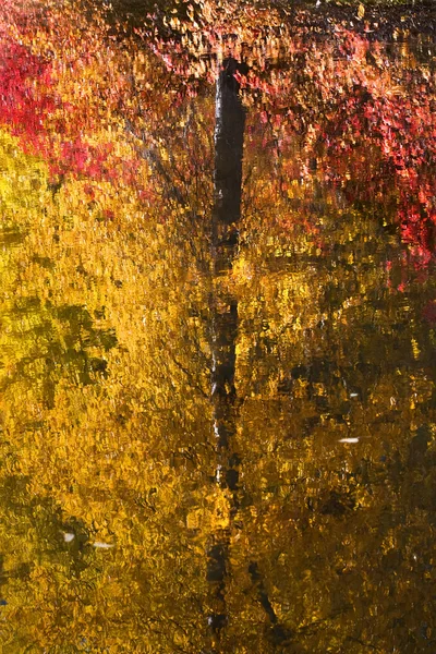 Fall Colors Tree Reflections Wenatchee River Stevens Pass Leaven — Stock Photo, Image