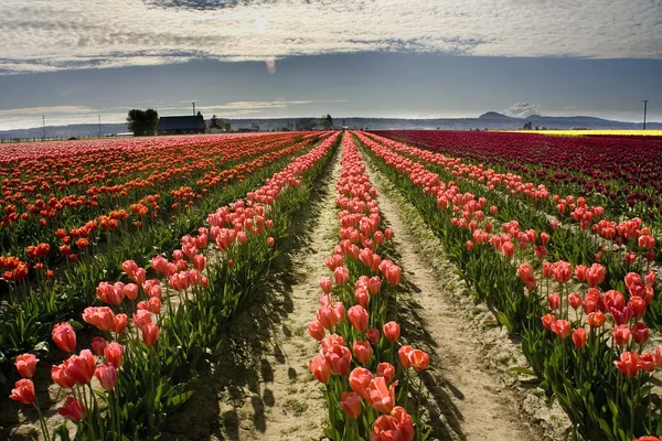 Roze tulpenvelden, gezien onder skagit county, washington — Stockfoto
