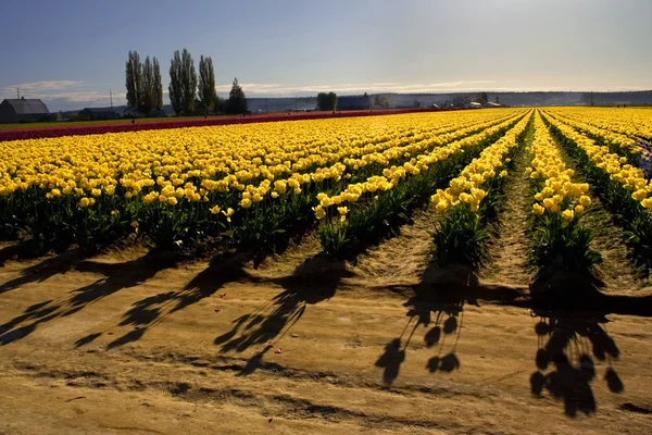 Campos de tulipa amarela com sombras — Fotografia de Stock
