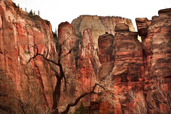 Parque Nacional Great White Throne Red Rock Walls Zion Canyon Utah — Foto de Stock