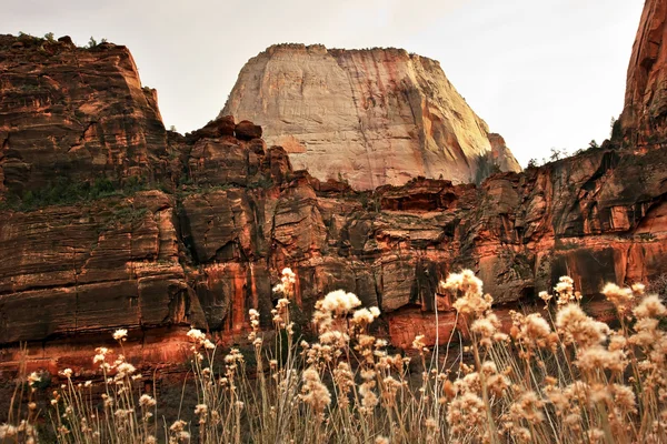 Wielki biały tron czerwona skała ściany zion canyon national park utah — Zdjęcie stockowe