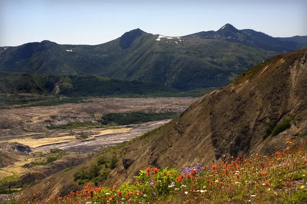 Flores silvestres Escombros Campo Monte Saint Helens National Park Washin — Fotografia de Stock