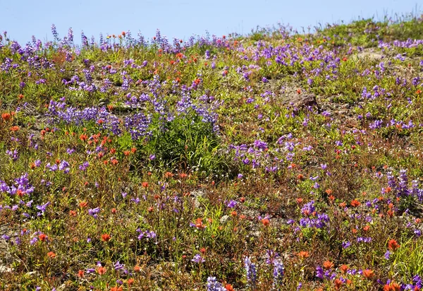 Fleurs sauvages Parc national du Mont-Saint-Helens Washington — Photo