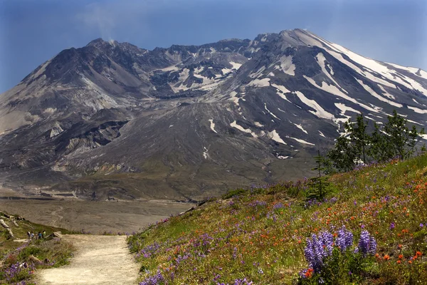 Sendero de Flores Silvestres Parque Nacional Mount Saint Helens Washington — Foto de Stock