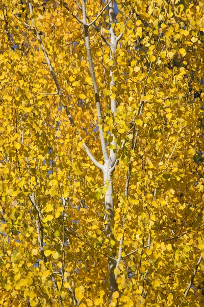 stock image Yellow Gold Quaking Aspen Tree Leaves Close Up Leavenworth Washi