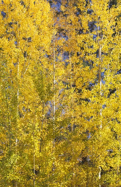 Žluté zlato třesoucí osika stromů listí zblízka leavenworth mytí — Stock fotografie