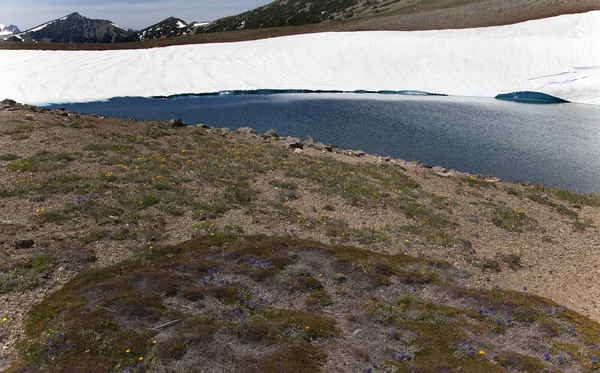 Giallo blu fiori selvatici congelati lago riflessione Monte Rainier Sole — Foto Stock