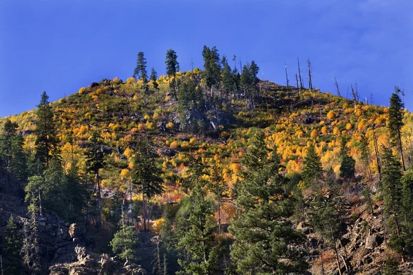 Sarı ağaç dağ sonbahar renkleri stevens leavenworth washi geçmek — Stok fotoğraf