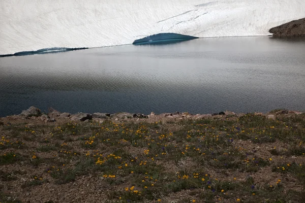 Fiori di campo gialli congelati Lago di riflessione Monte Rainier Alba — Foto Stock