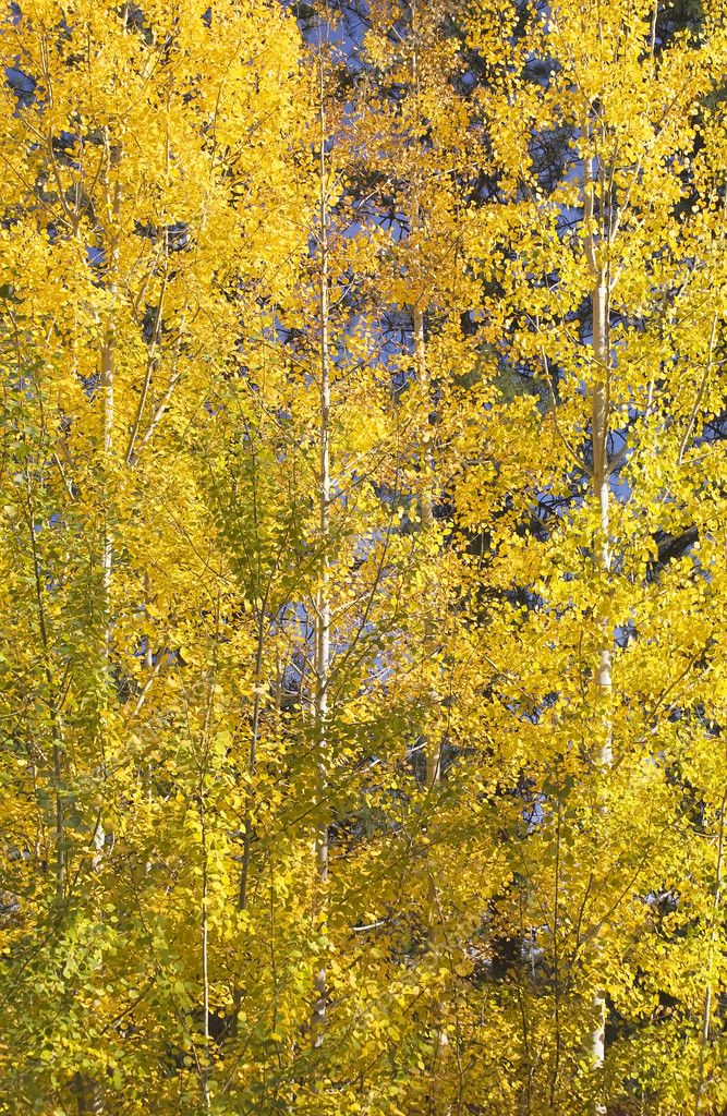 Yellow Gold Quaking Aspen Trees Leaves Close Up Leavenworth Wash ...