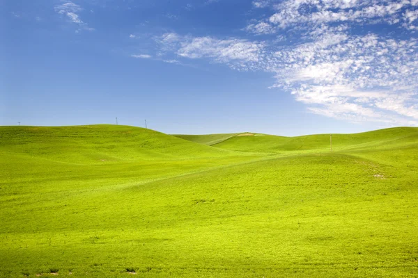 Πράσινο σιτάρι χόρτο μπλε ουρανό palouse πολιτεία της Ουάσιγκτον — Φωτογραφία Αρχείου