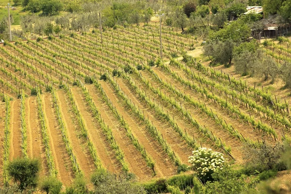 Tuscan çiftçilik bağ san gimignano Toskana İtalya — Stok fotoğraf