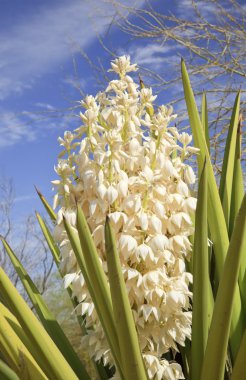 Beyaz yucca kaktüs çiçek