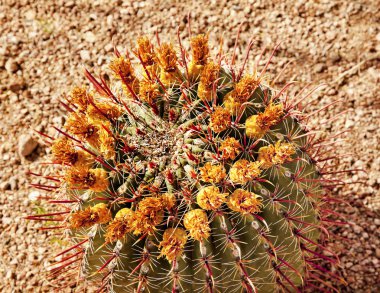 Barrel Cactus Desert Botanical Garden Phoenix Arizona clipart